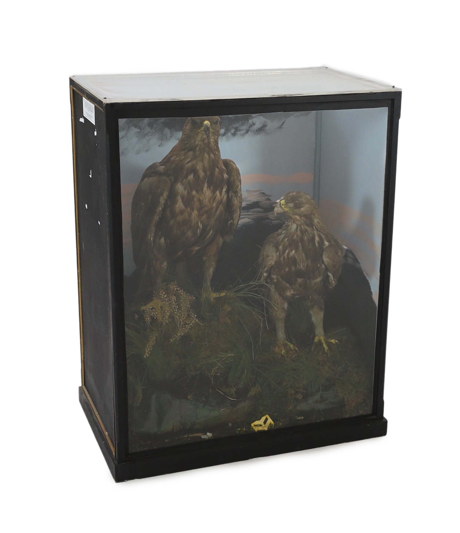 A cased taxidermic pair of golden eagles, in naturalistic setting, ex Walter Potter, Bramber. Width 79 cm. Height 102 cm. Depth 51 cm.